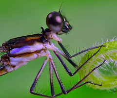 Damselfly