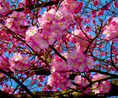 blüten 4