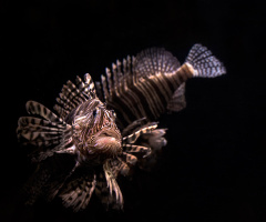 Red Ionfish - Pterois volitans