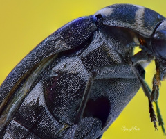 Black insect