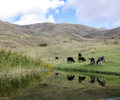 çoban
