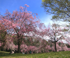spring