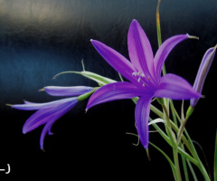 Blue wild beauty