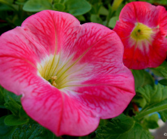 Pink Flowers