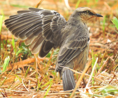 Showing his wing