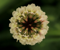 white clover
