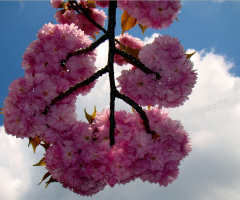 blüten 5