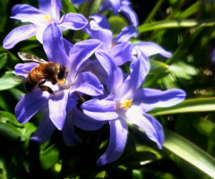 Spring In The Garden