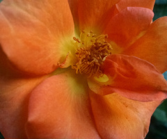 Nature loves Golden ...