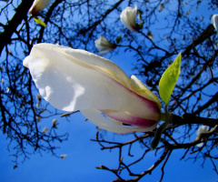 magnolie