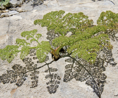 bahar