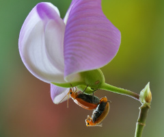 Flower and insect