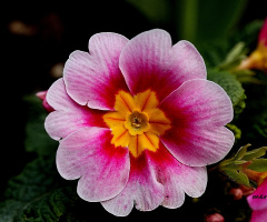 MAKRO