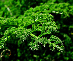 green is soul soothing.