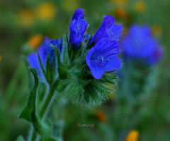 nice colour 