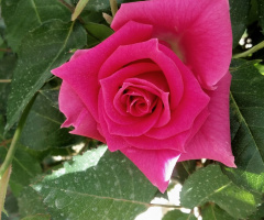 pinky
