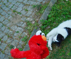 Aşık olmuş, olabilirim :)