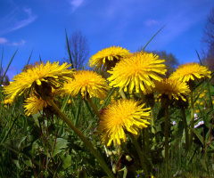 auf der wiese