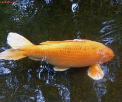 Koi