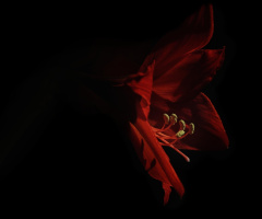 Amarilis