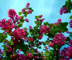 blüten .