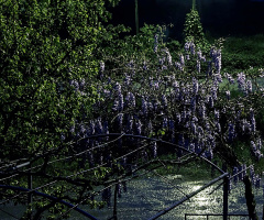 Morsalkım'ın Gece Yorumu