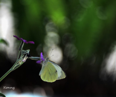 İ love purple flower 