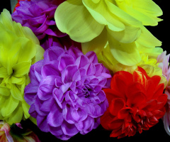 blumenstrauss.