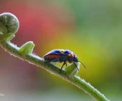Insect