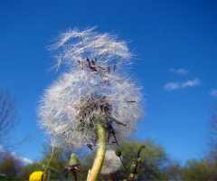 pusteblume .