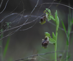 Wild Orchid Cyprus 