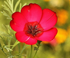 MAKRO