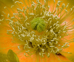 Macro'd Sonoran Desert Plant