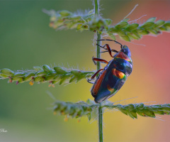 Colored insects