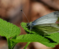 baharın getirdikleri.....