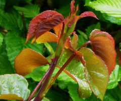 Rosenstrauchzweig