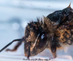 Macro'd Small Honey Bee