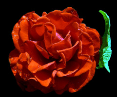 blüte.