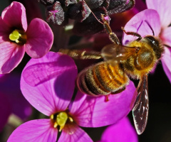 Among pink flowers 