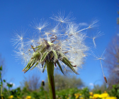 pusteblume.