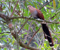 Squirrel Cuckoo