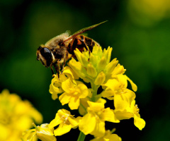 her çiçekten bal alırsın......