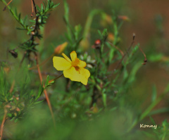 yellow wildflower