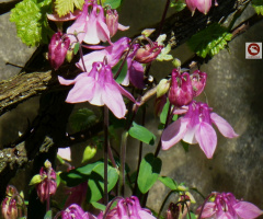 In Nachbars Garten