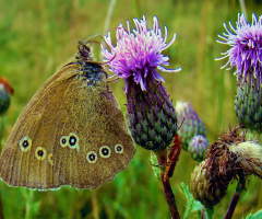 schmetterling ..
