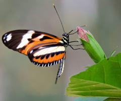 Tiger Longwing