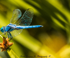 My First DragonFly Capture