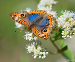 Soft and beauty