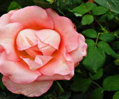 real Sweet Heart