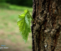İade-i itibar